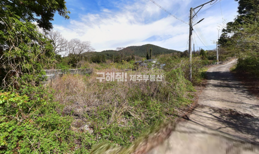 제주 제주시 조천읍 선흘리 2146-1 약 475평 / 조천 와산리 사무소 인근 / 건축 가능한 목장용지 매매 매매 매물번호 11293 사진 2